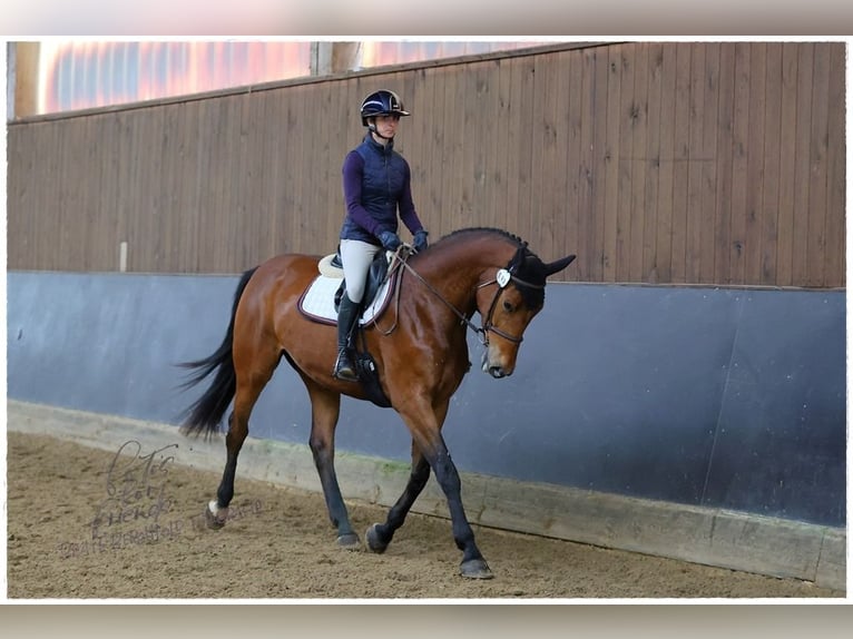 Deutsches Sportpferd Stute 7 Jahre 171 cm Brauner in Jengen