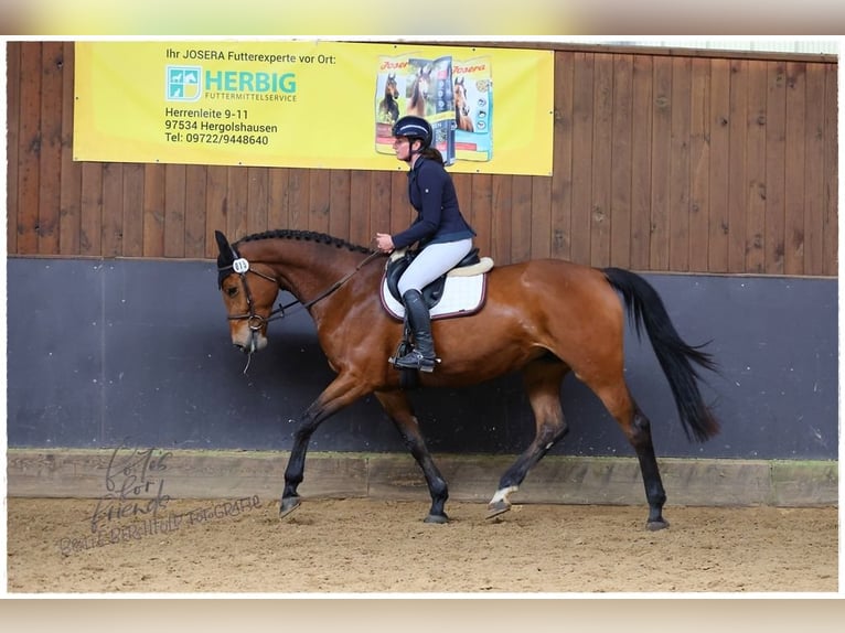 Deutsches Sportpferd Stute 7 Jahre 171 cm Brauner in Jengen
