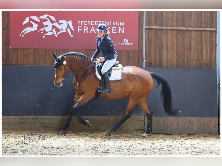 Deutsches Sportpferd Stute 7 Jahre 171 cm Brauner in Jengen