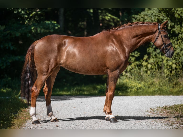Deutsches Sportpferd Stute 7 Jahre 171 cm Dunkelfuchs in Wehringen