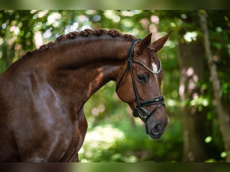 Deutsches Sportpferd Stute 7 Jahre 171 cm Dunkelfuchs in Wehringen