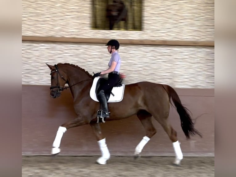 Deutsches Sportpferd Stute 7 Jahre 171 cm Dunkelfuchs in Wehringen