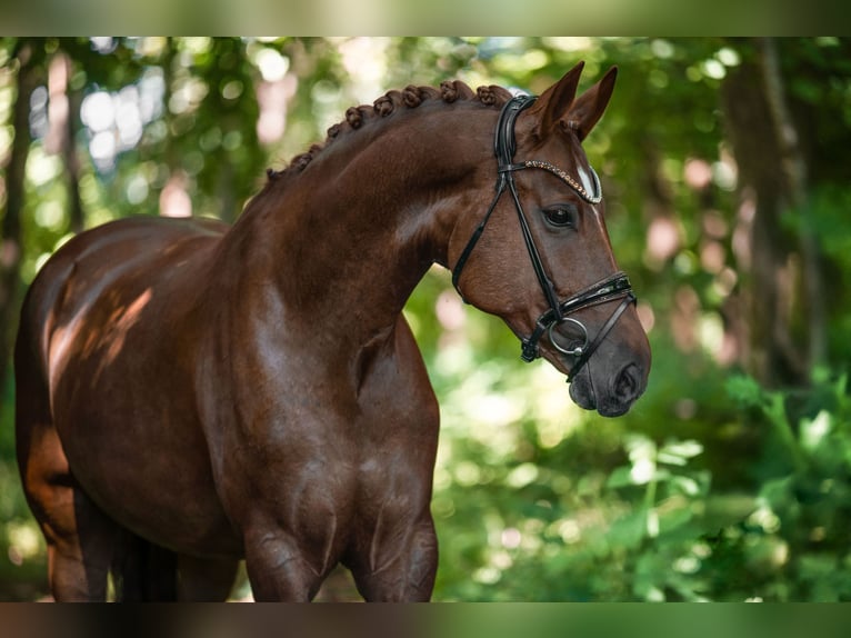 Deutsches Sportpferd Stute 7 Jahre 171 cm Dunkelfuchs in Wehringen