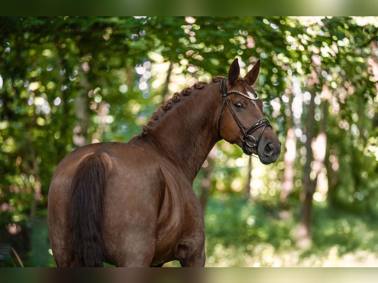 Deutsches Sportpferd Stute 7 Jahre 171 cm Dunkelfuchs in Wehringen