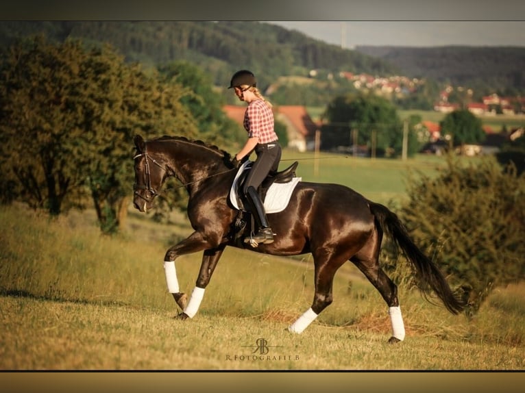 Deutsches Sportpferd Stute 7 Jahre 171 cm Rappe in Lachen