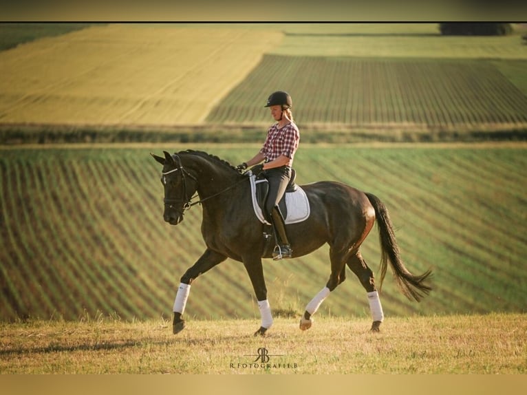 Deutsches Sportpferd Stute 7 Jahre 171 cm Rappe in Lachen