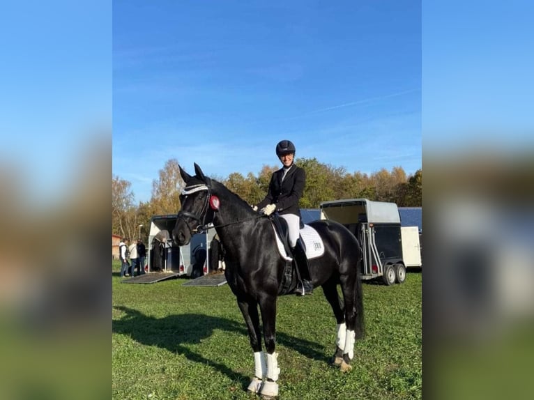 Deutsches Sportpferd Stute 7 Jahre 171 cm Rappe in Lachen