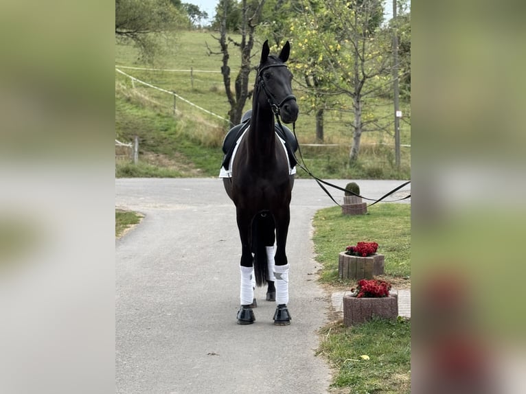 Deutsches Sportpferd Stute 7 Jahre 171 cm Rappe in Saarbr&#xFC;cken