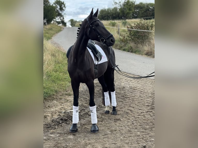 Deutsches Sportpferd Stute 7 Jahre 171 cm Rappe in Saarbr&#xFC;cken