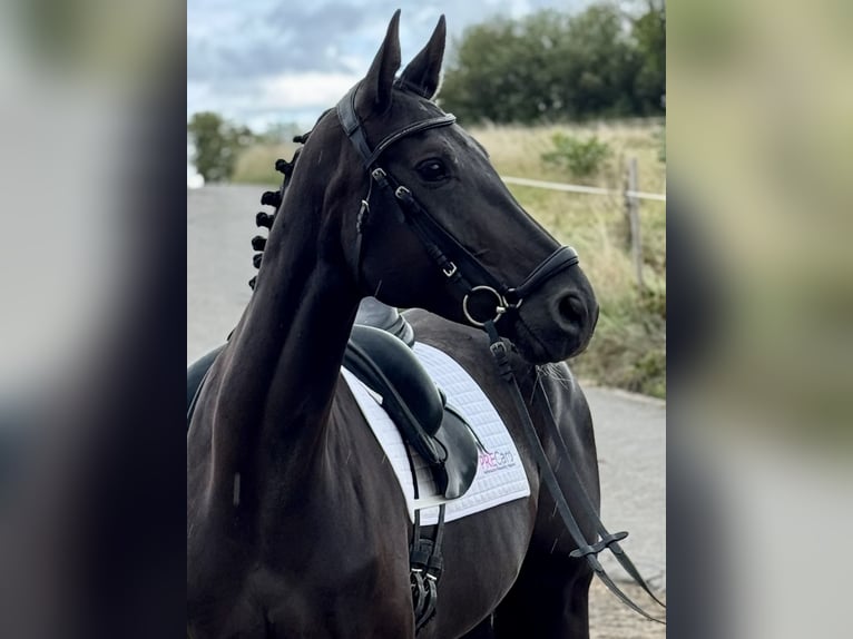 Deutsches Sportpferd Stute 7 Jahre 171 cm Rappe in Saarbr&#xFC;cken