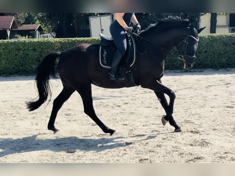 Deutsches Sportpferd Stute 7 Jahre 171 cm Rappe in Taucha