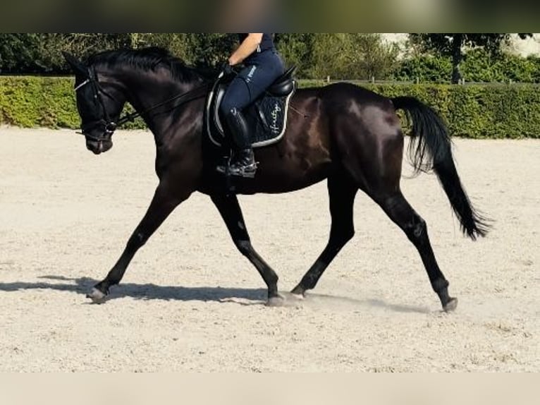 Deutsches Sportpferd Stute 7 Jahre 171 cm Rappe in Taucha