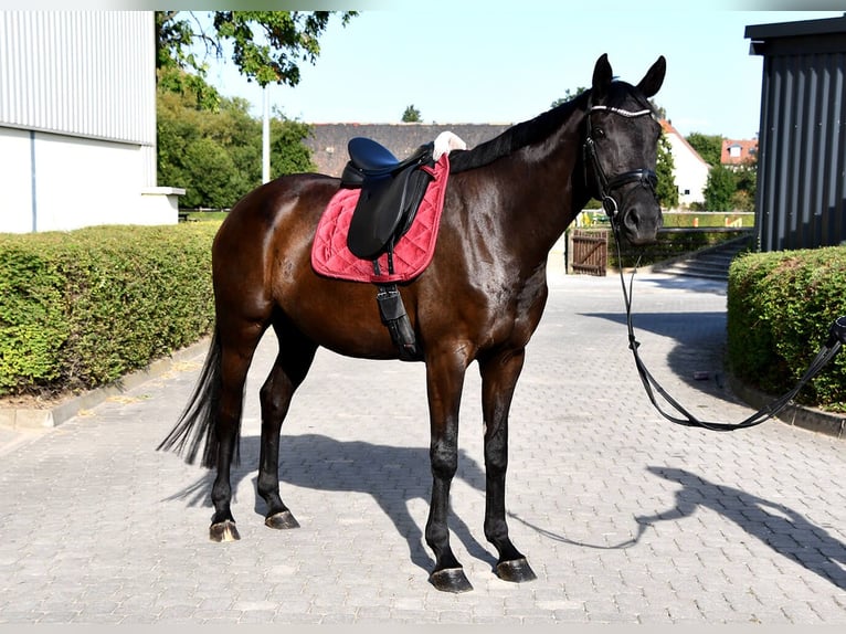 Deutsches Sportpferd Stute 7 Jahre 171 cm Rappe in Taucha