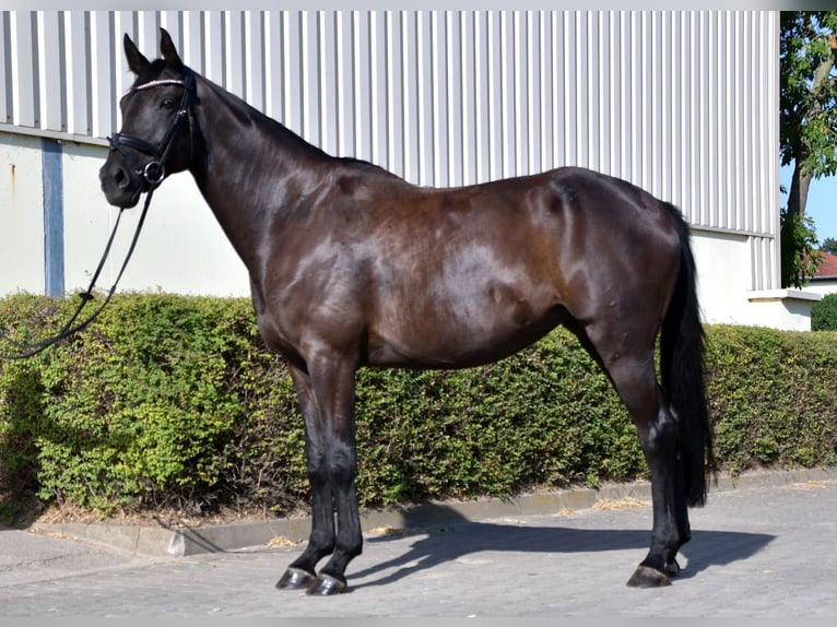 Deutsches Sportpferd Stute 7 Jahre 171 cm Rappe in Taucha