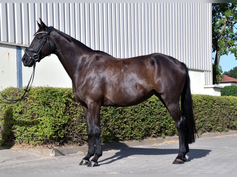 Deutsches Sportpferd Stute 7 Jahre 171 cm Rappe in Taucha