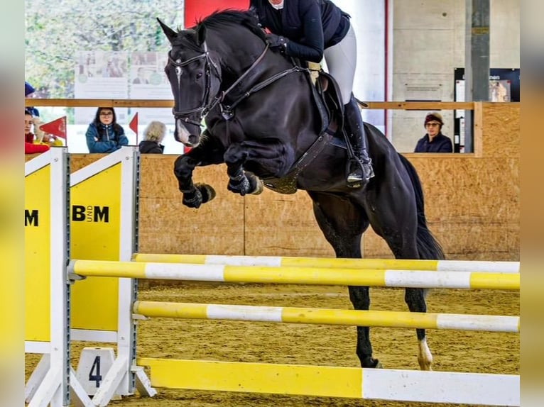 Deutsches Sportpferd Stute 7 Jahre 171 cm Rappe in Altishofen