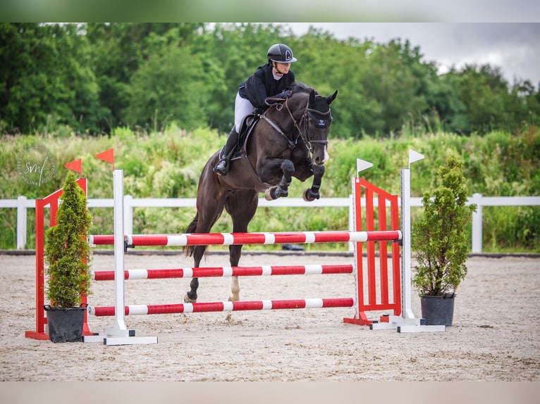 Deutsches Sportpferd Stute 7 Jahre 171 cm Rappe in Altishofen
