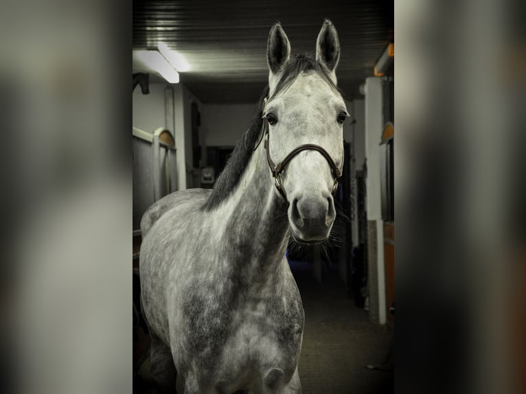 Deutsches Sportpferd Stute 7 Jahre 172 cm Apfelschimmel in Fraunberg