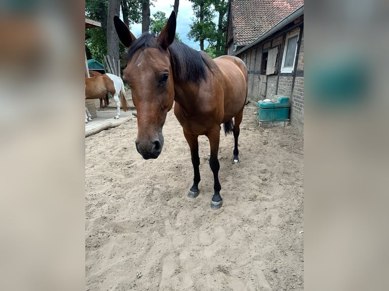 Deutsches Sportpferd Stute 7 Jahre 172 cm Brauner in Wendeburg