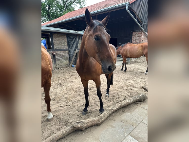 Deutsches Sportpferd Stute 7 Jahre 172 cm Brauner in Wendeburg