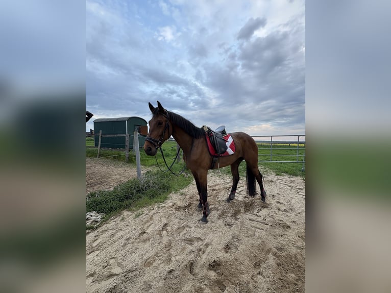 Deutsches Sportpferd Stute 7 Jahre 172 cm Brauner in Wendeburg
