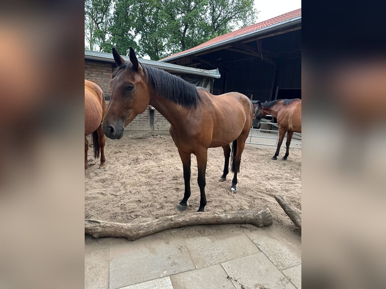 Deutsches Sportpferd Stute 7 Jahre 172 cm Brauner in Wendeburg