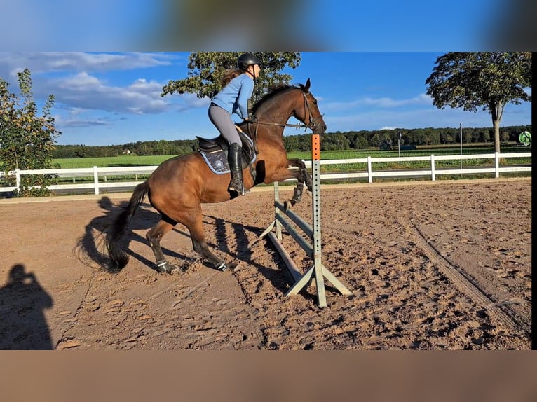Deutsches Sportpferd Stute 7 Jahre 172 cm Brauner in Wendeburg