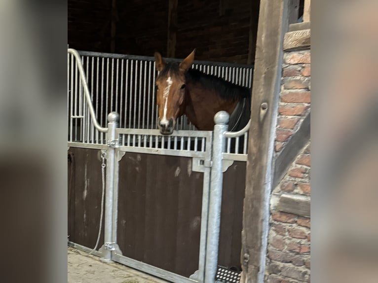 Deutsches Sportpferd Stute 7 Jahre 172 cm Brauner in Dülmen