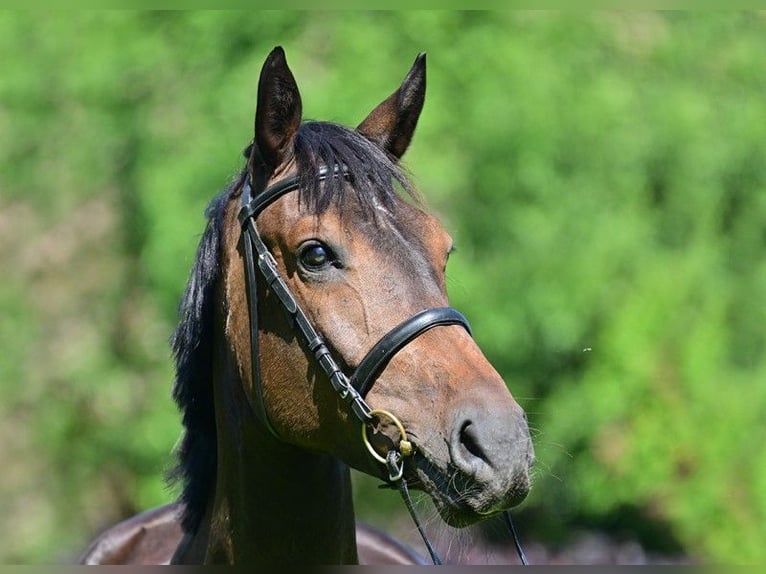 Deutsches Sportpferd Stute 7 Jahre 172 cm Dunkelbrauner in Zossen