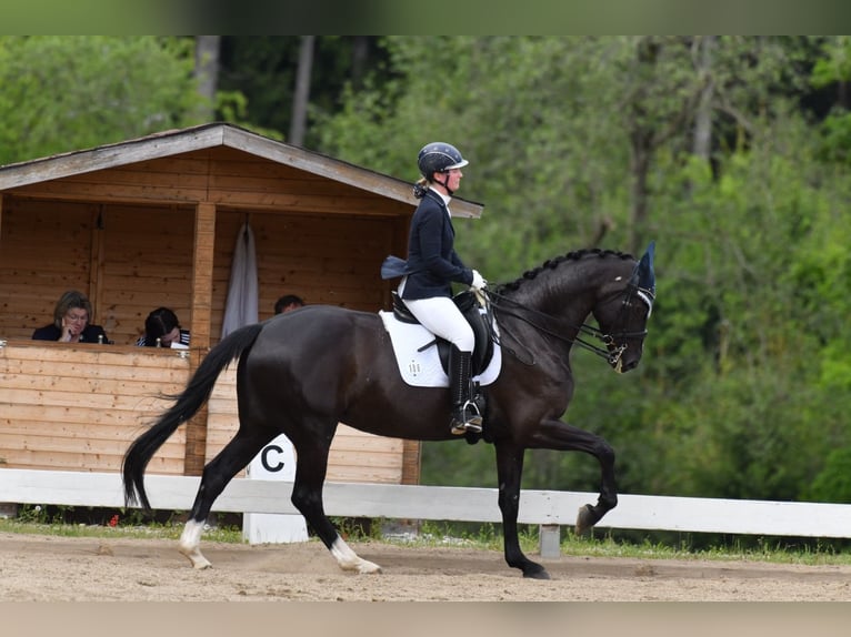 Deutsches Sportpferd Stute 7 Jahre 172 cm Rappe in Prutting