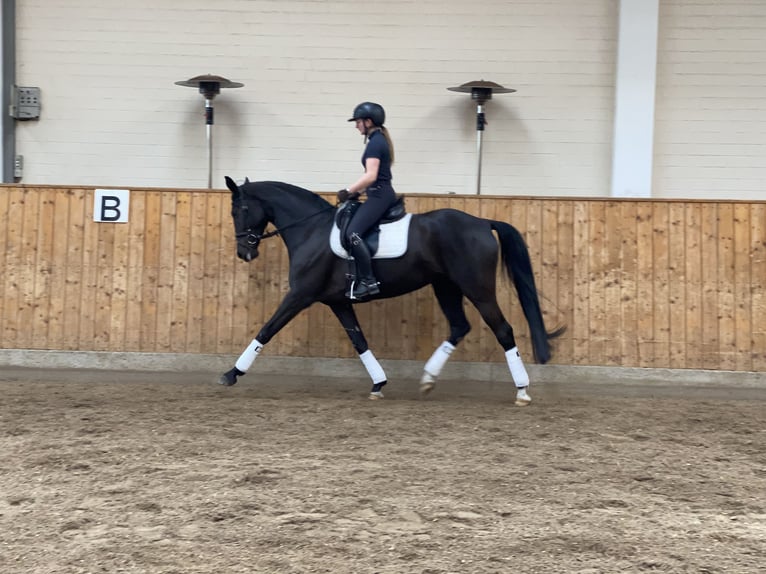 Deutsches Sportpferd Stute 7 Jahre 172 cm Rappe in Norderstedt