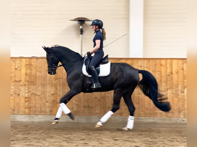 Deutsches Sportpferd Stute 7 Jahre 172 cm Rappe in Norderstedt