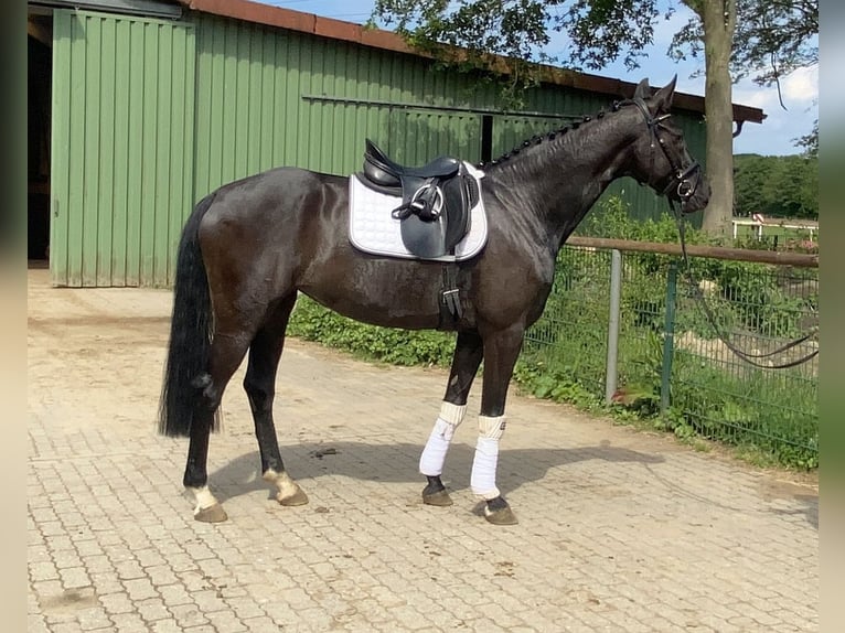 Deutsches Sportpferd Stute 7 Jahre 172 cm Rappe in Norderstedt
