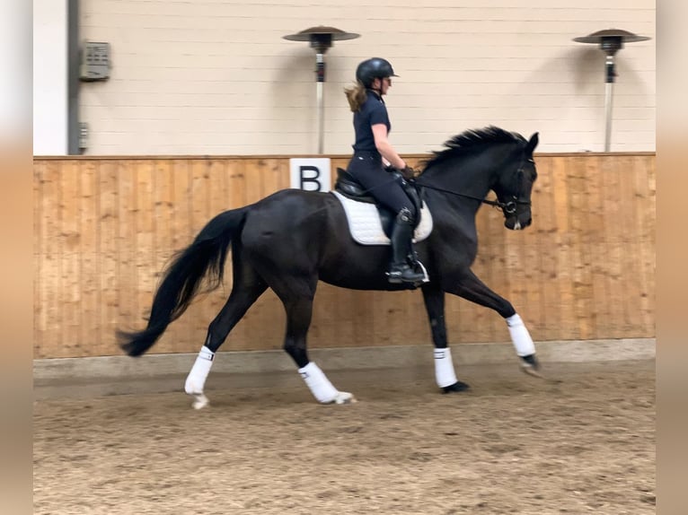 Deutsches Sportpferd Stute 7 Jahre 172 cm Rappe in Norderstedt