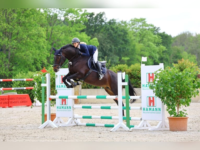 Deutsches Sportpferd Stute 7 Jahre 172 cm Rappe in Döbeln