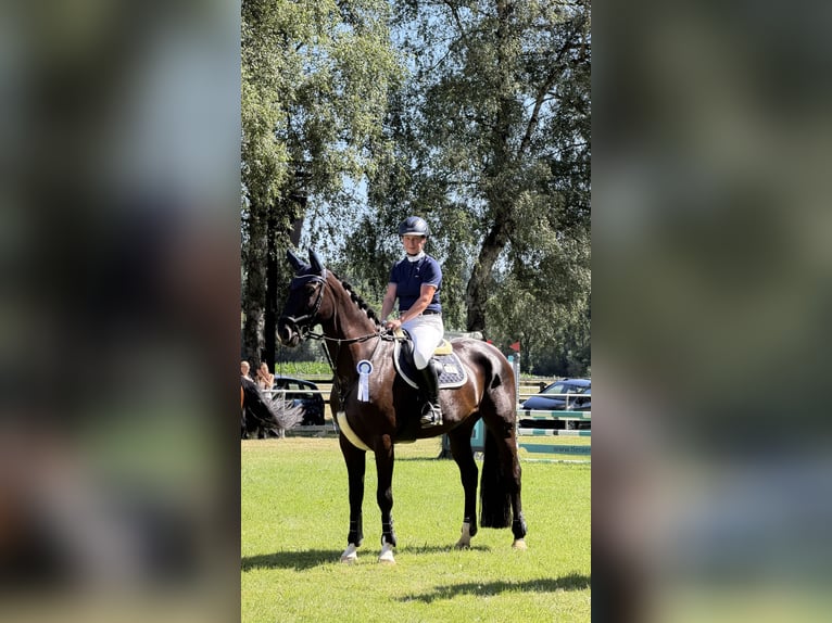 Deutsches Sportpferd Stute 7 Jahre 172 cm Rappe in FuldatalFuldatal