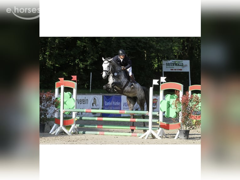 Deutsches Sportpferd Stute 7 Jahre 172 cm Schimmel in Gronau (Leine)Gronau