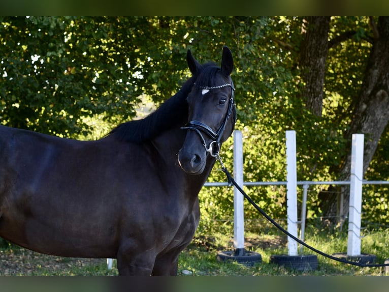 Deutsches Sportpferd Stute 7 Jahre 172 cm Schwarzbrauner in Wangen im Allgäu
