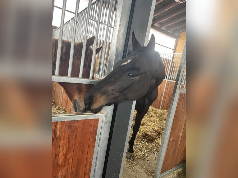 Deutsches Sportpferd Stute 7 Jahre 172 cm Schwarzbrauner in Herborn
