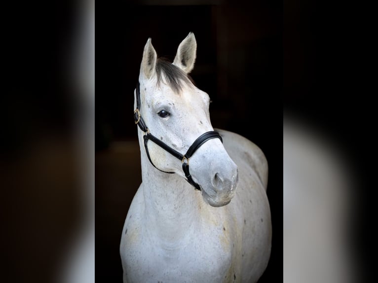 Deutsches Sportpferd Stute 7 Jahre 173 cm Schimmel in Griesstätt