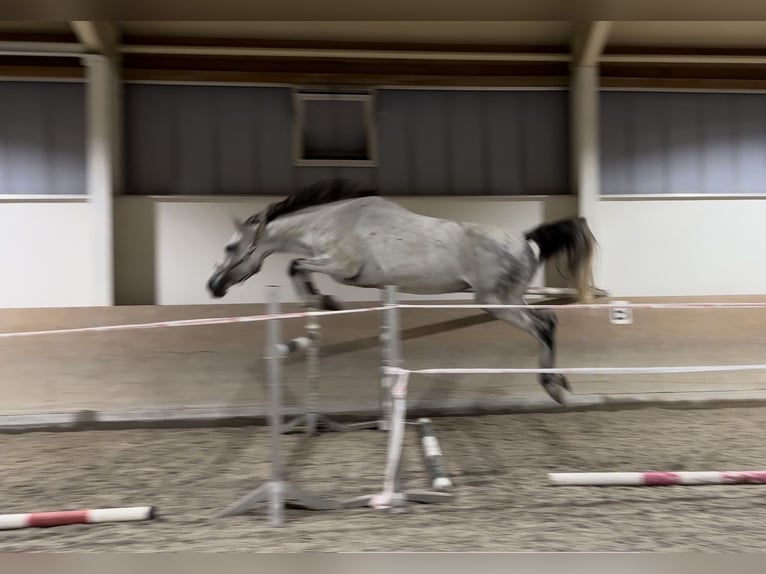 Deutsches Sportpferd Stute 7 Jahre 173 cm Schimmel in Griesstätt