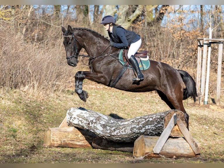 Deutsches Sportpferd Stute 7 Jahre 174 cm Rappe in Moritzburg