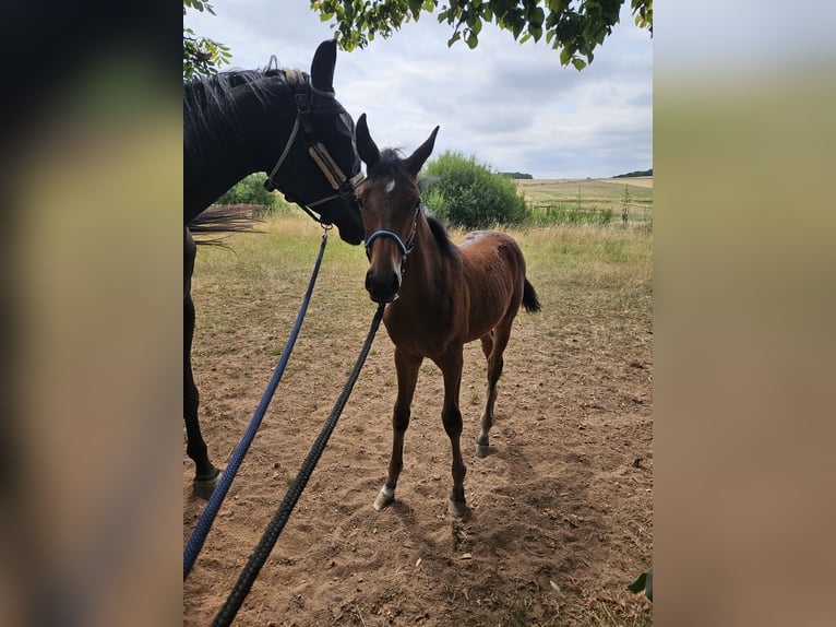 Deutsches Sportpferd Stute 7 Jahre 174 cm Rappe in Kirchheimbolanden