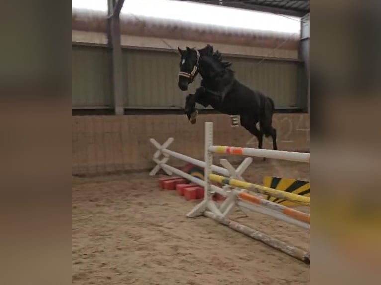 Deutsches Sportpferd Stute 7 Jahre 174 cm Rappe in Kirchheimbolanden