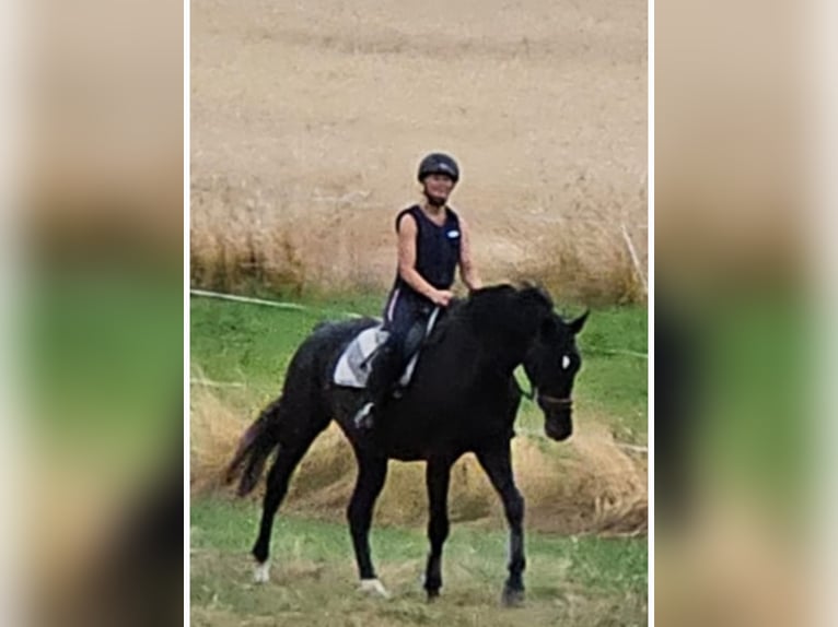 Deutsches Sportpferd Stute 7 Jahre 174 cm Rappe in Kirchheimbolanden