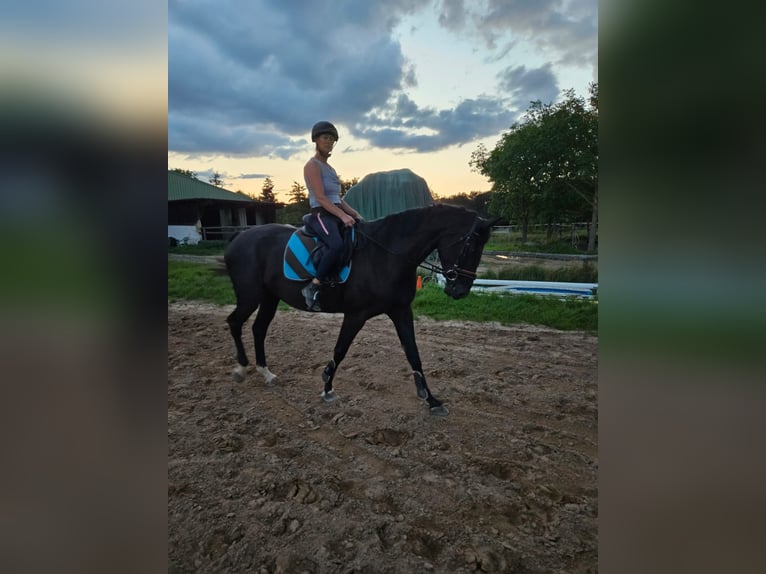 Deutsches Sportpferd Stute 7 Jahre 174 cm Rappe in Kirchheimbolanden