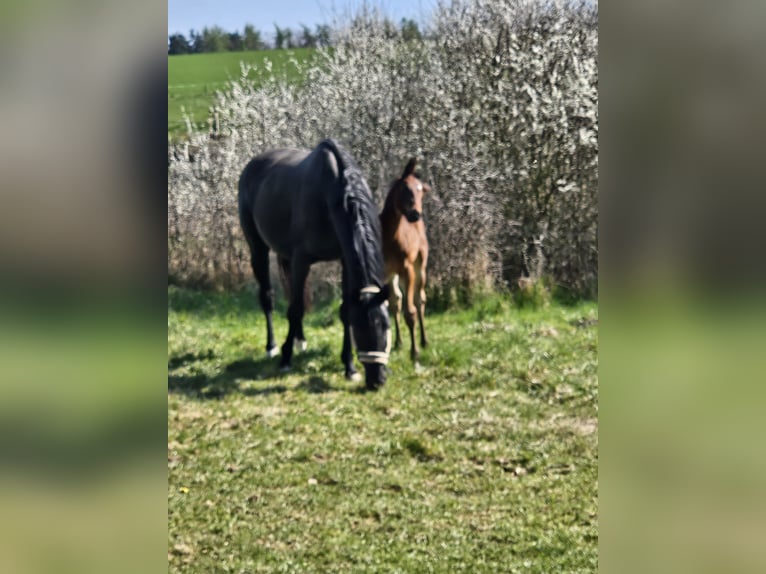 Deutsches Sportpferd Stute 7 Jahre 174 cm Rappe in Kirchheimbolanden