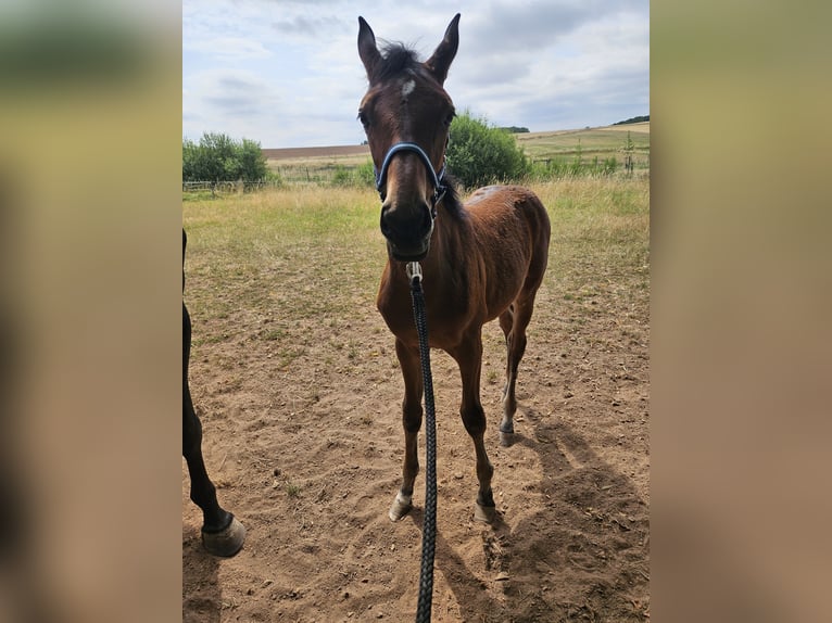 Deutsches Sportpferd Stute 7 Jahre 174 cm Rappe in Kirchheimbolanden