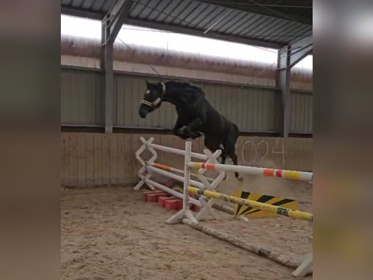 Deutsches Sportpferd Stute 7 Jahre 174 cm Rappe in Kirchheimbolanden