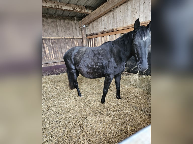 Deutsches Sportpferd Stute 7 Jahre 174 cm Rappe in Kirchheimbolanden